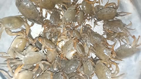 khekada chimbori mud crab landcrab and baby crabs.