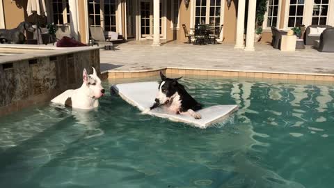 Great Danes enjoy a swim in the pool