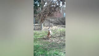 Dog Refuses To Let Go Of Tree