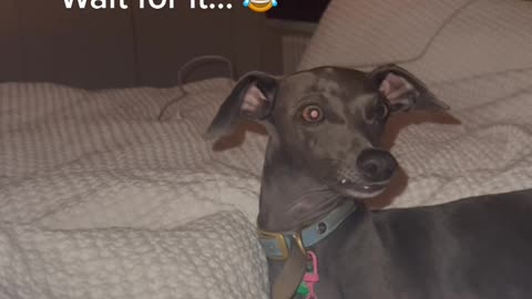 Cosmo the Italian Greyhound is Dramatic For Pets
