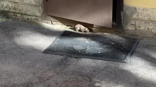 Runaway Rat Attacks Camera Operator