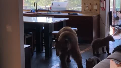 Bear Family Found in House