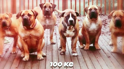 The 10 Heaviest Dog Breeds In The World