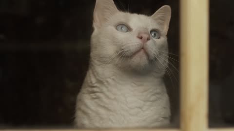 cat pet window waiting looking white cat videos