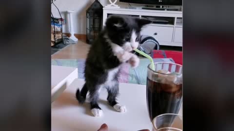 Kitten Tries To Drink Soda With Straw