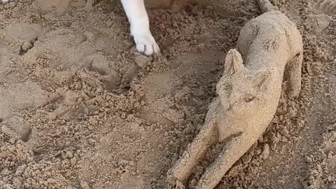 Dog Makes Friends With Mr.Sandcat