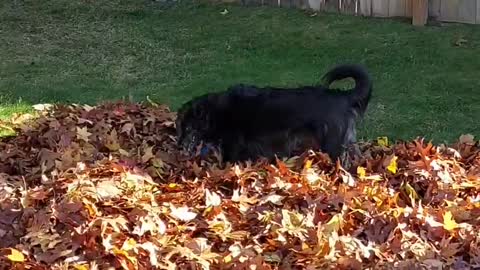 Dog Playing In Leaf Pile