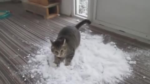 Cat loves to play with snow!!!