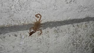 Scorpion catches a roach on the porch