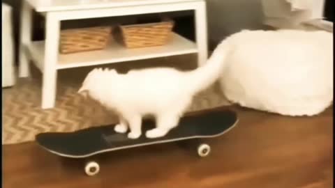 Cat_🐱_Funny_Video_||_New_Funny_Videos_2021😂||_Animal_Funny_Videos_||_New_Indian_Funny_Videos_|