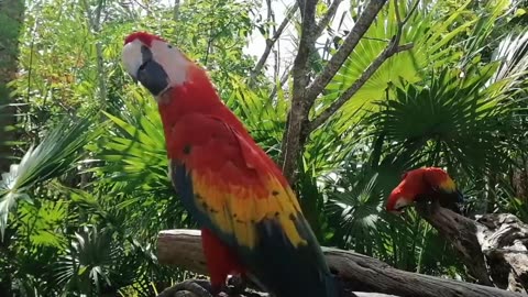 A Rainbow Unleashed: The Spectacle of Colorful Parrots in the Wild
