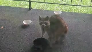 TRASH PANDA MOMMA--- BREAKFAST INTERRUPTED