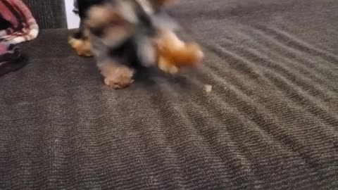 Adorable Yorkie plays with her food in the funniest way
