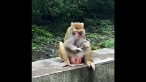 Baby monkey eating some #viral #trending #cute animal