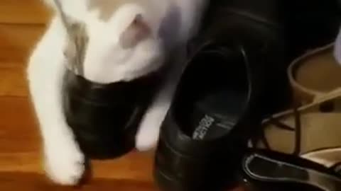 CAT LOVE OWNER SHOES IS THE BEST SMELL