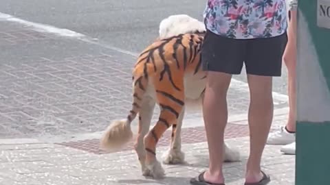 Dog Groomed Like Tiger