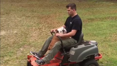 Gerald the Bulldog "helps" owner mow the lawn