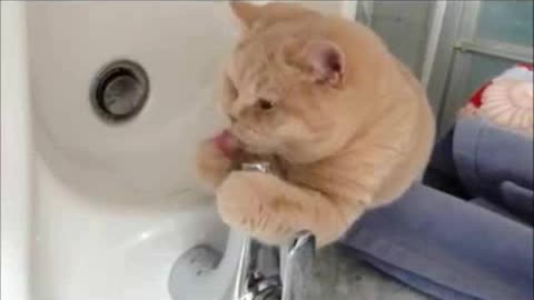 Incredible yellow beautiful cat likes to play in the bathroom