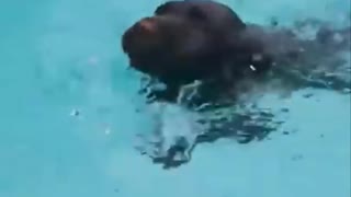 Puppy learning to swim