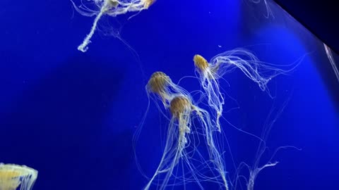 Come take a closer at the jellyfish.