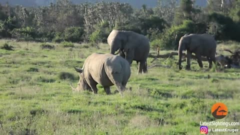 Elephant Shows Rhino Who's Boss!