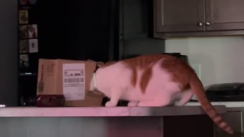Cat Gets Head Stuck in Cardboard Box