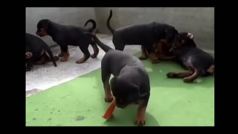 free! free Rottweiler pupp - for free adoption 2021 spf