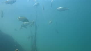 Blue gill feeding frenzy