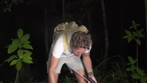 Snakes of the Australian Rainforest! ft. Scrub Python