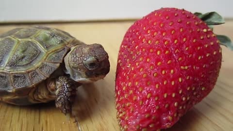 A turtle first strawberry