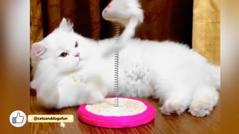 Cat playing with Mouse Spring Toy | Funny