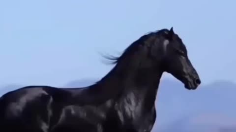 Incredible horses