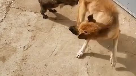 Cat attack on Dog 🐕