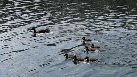 Not shy duck mom with her little ones