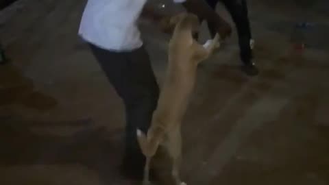 The dancing dog