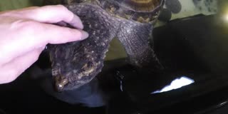 Petting A Vicious Hybrid Snapping Turtle