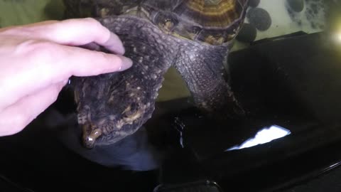 Petting A Vicious Hybrid Snapping Turtle