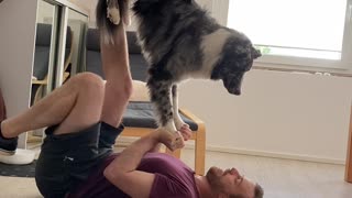 Australian Shepard Learning a New Acrobatic Trick