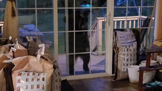 Black Bear Joey Reaching for Motion Sensor Floodlight