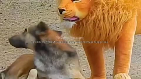 Troll Prank Dog Funny & fake Lion and Fake Tiger Prank To dog & Huge Box Prank to dog