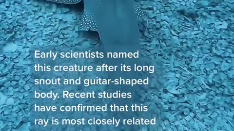 Meet the Shovelnose Guitarfish 🎸🔥(🎥