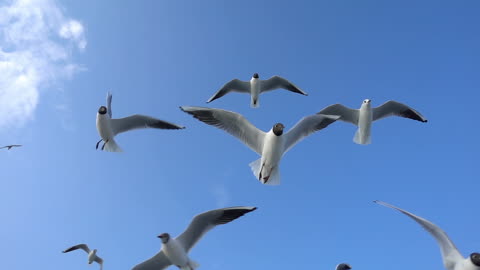 Seagulls_15