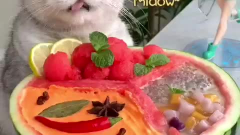 Super Cat chef makes cake with watermelon