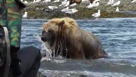 This Grizzly Bear Splashed Me While Fishing