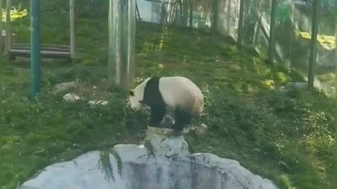 A lonely and happy panda #panda #pandaexpress #pandasoftiktok #pandafun #funny #bear #pandabear