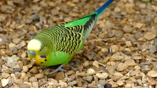 very nice budgie plaing