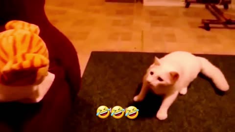 Cats funny video part-6🤣🤣🤣🥰🥰🥰