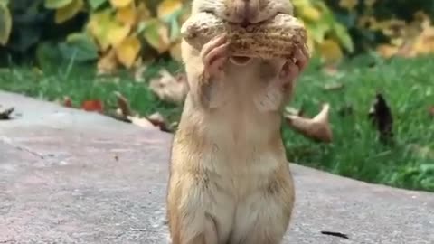 The cute squirrel eats peanuts