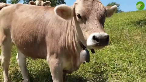 Cows Älplerchilbi Alpabzug Switzerland 4k cattle