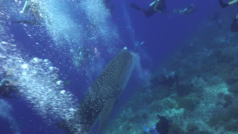 Curious Whale Shark Nips Diver